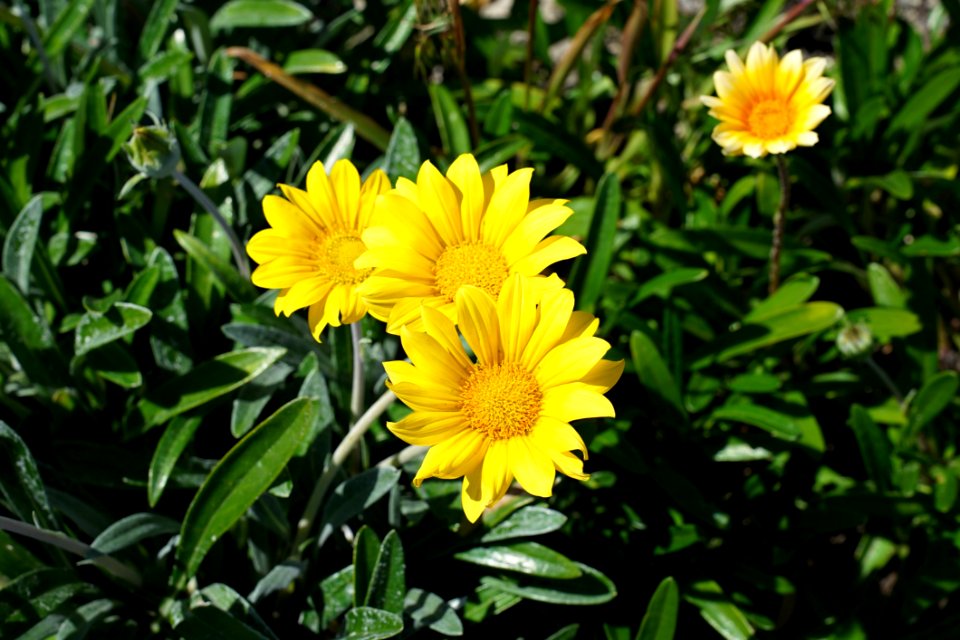Flower Yellow Plant Flora