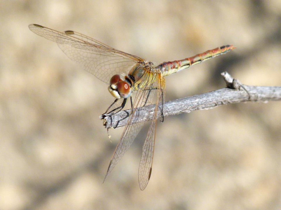 Dragonfly Insect Dragonflies And Damseflies Fauna