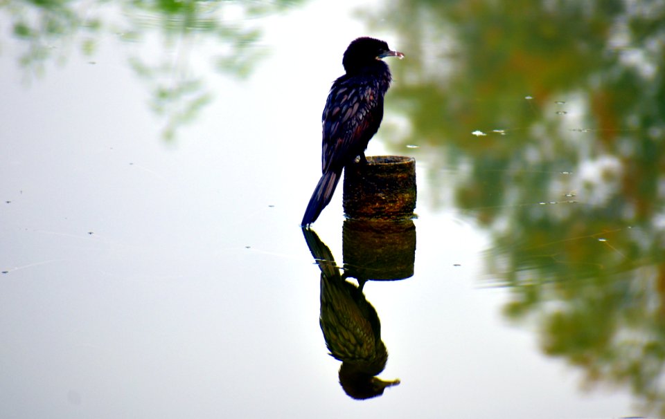 Bird Fauna Beak Tree