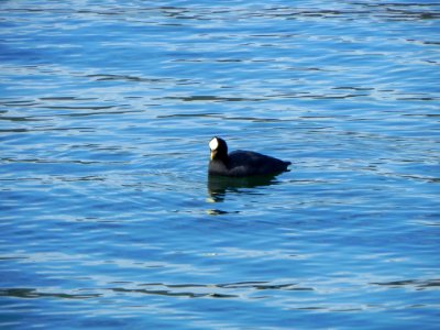 Water Bird Fauna Water Bird