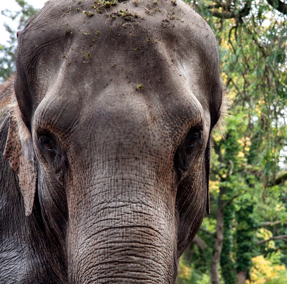 Elephant Elephants And Mammoths Terrestrial Animal Wildlife