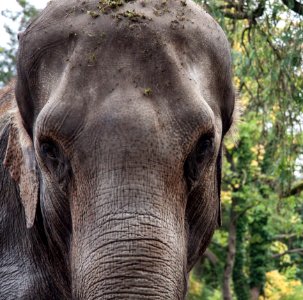 Elephant Elephants And Mammoths Terrestrial Animal Wildlife photo