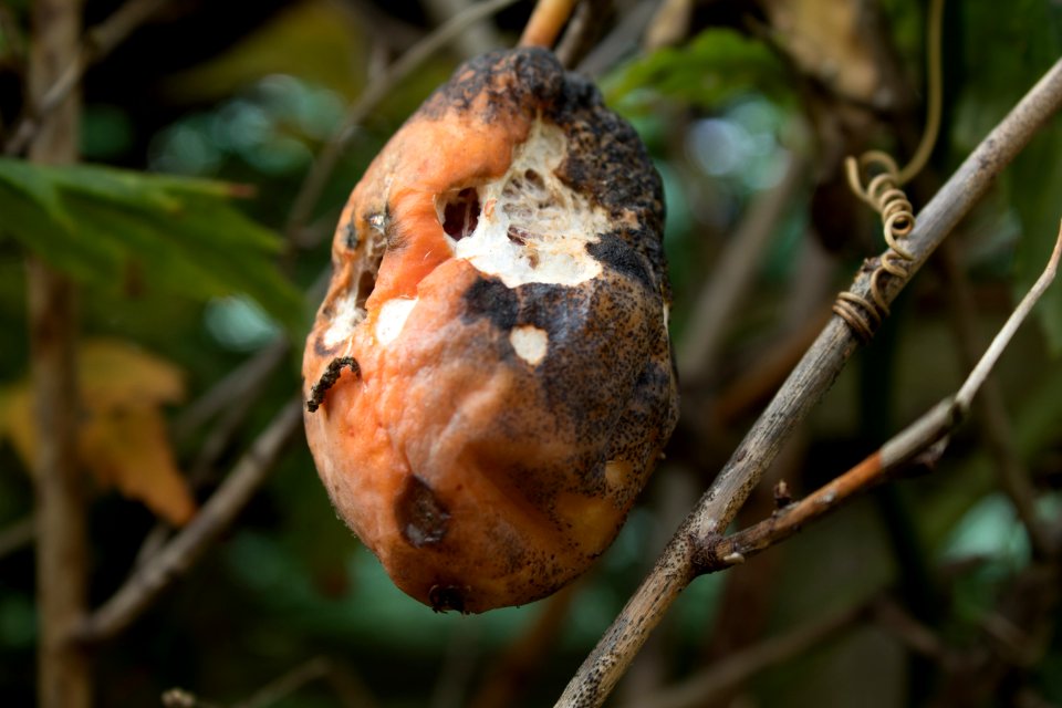 Fungus Mushroom Branch Medicinal Mushroom