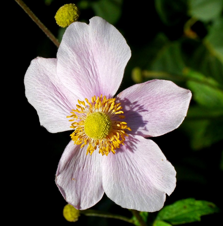 Flower Flowering Plant Flora Anemone