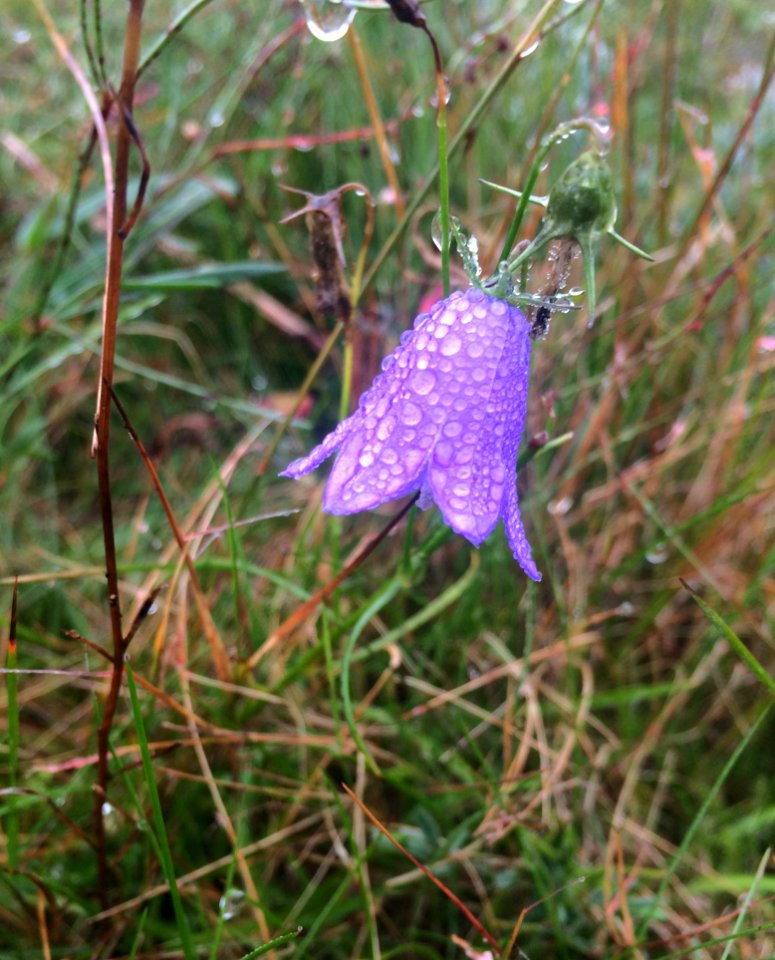 Plant Flora Flower Flowering Plant
