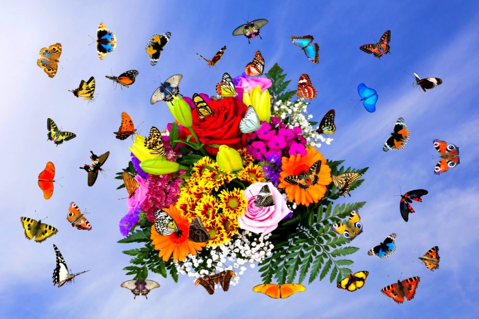 Flower Butterfly Moths And Butterflies Insect