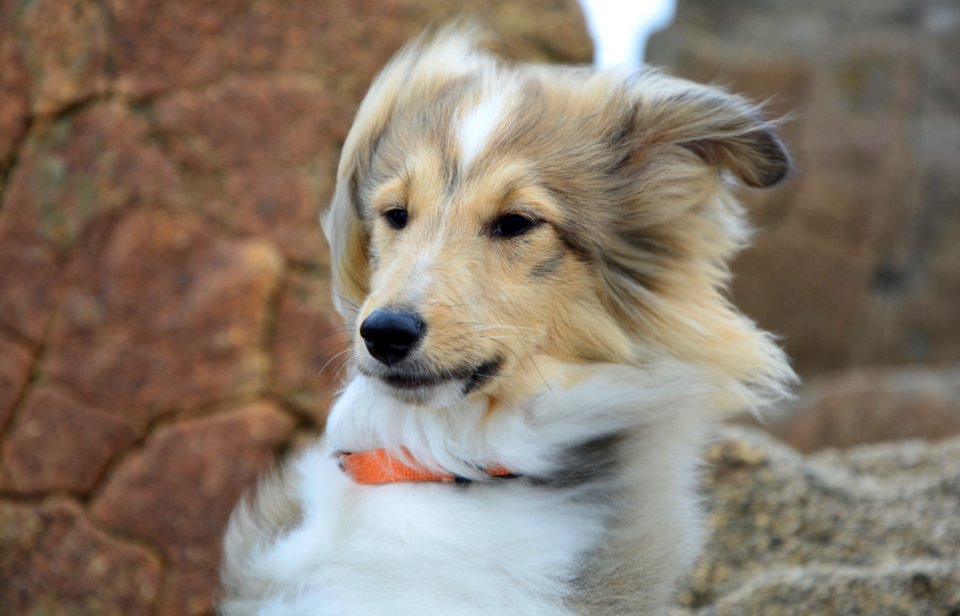 Dog Dog Breed Rough Collie Scotch Collie photo