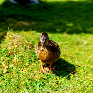 Bird Duck Fauna Ducks Geese And Swans photo