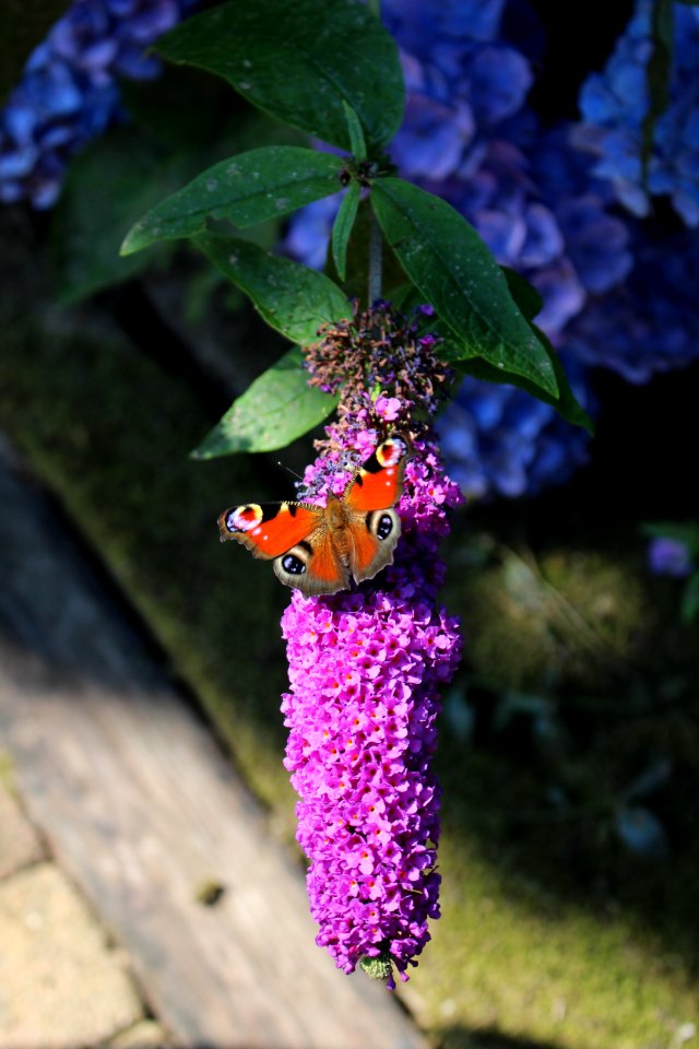 Insect Butterfly Moths And Butterflies Lilac