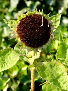 Flower Plant Flora Sunflower Seed