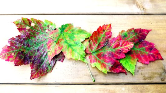 Leaf Plant Flowerpot