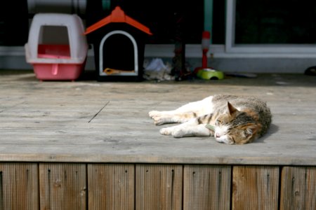 Cat Small To Medium Sized Cats Fauna Cat Like Mammal