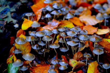 Fungus Autumn Mushroom Edible Mushroom