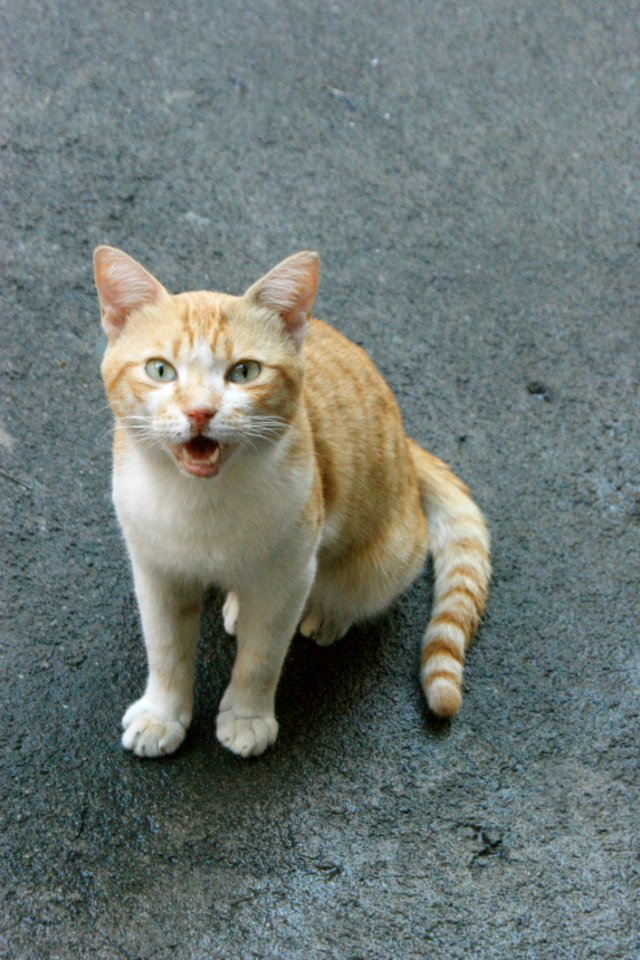 Cat Fauna Mammal Small To Medium Sized Cats