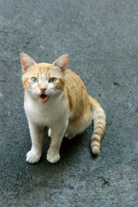 Cat Fauna Mammal Small To Medium Sized Cats