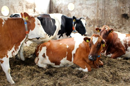Cattle Like Mammal Dairy Cow Dairy Livestock