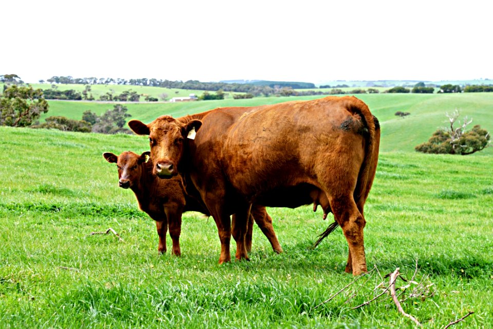 Cattle Like Mammal Grassland Pasture Grazing
