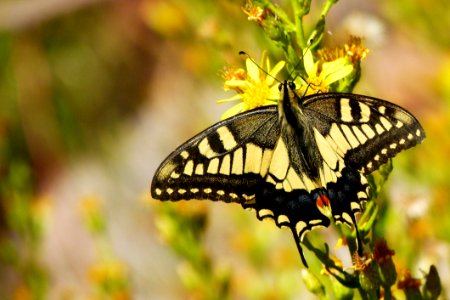 Butterfly Moths And Butterflies Insect Brush Footed Butterfly