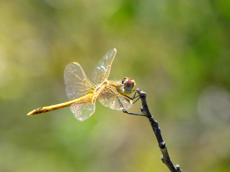 Dragonfly Insect Dragonflies And Damseflies Invertebrate