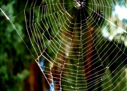 Spider Web Vegetation Invertebrate Water