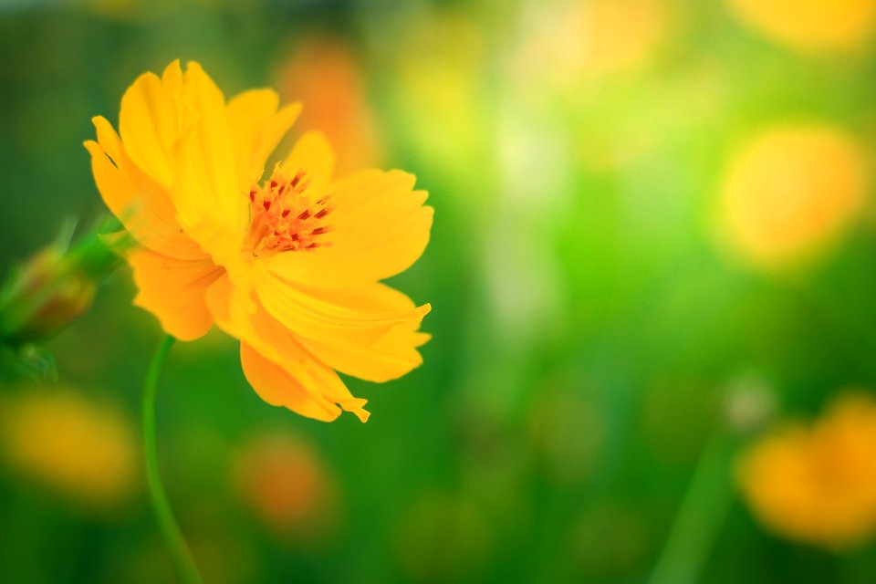 Flower Yellow Sulfur Cosmos Wildflower