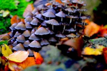 Fungus Leaf Autumn Mushroom photo
