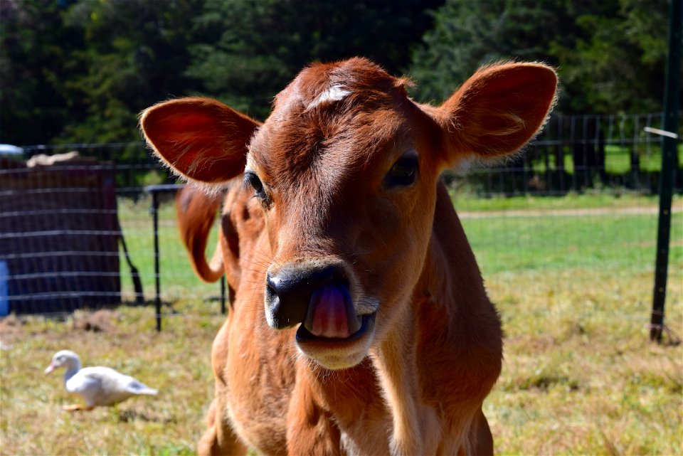 Cattle Like Mammal Horn Cow Goat Family Fauna