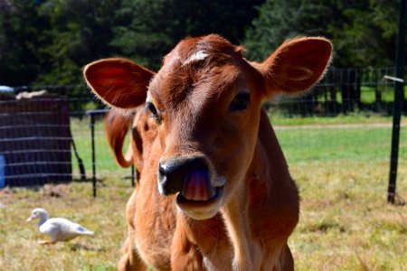 Cattle Like Mammal Horn Cow Goat Family Fauna