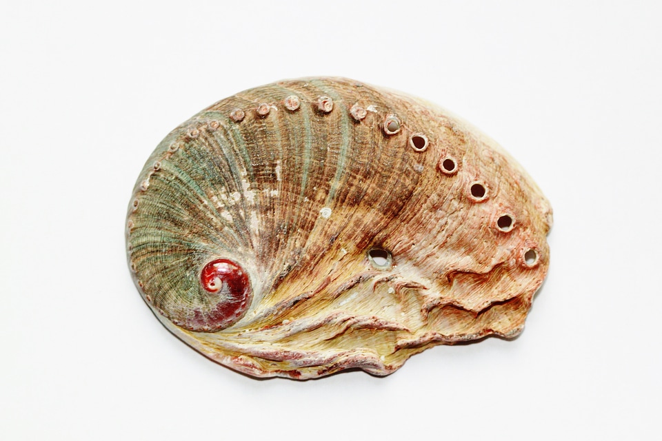 Abalone abaloneschnecke snail shell