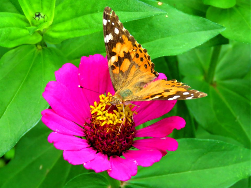 Flower Butterfly Brush Footed Butterfly Moths And Butterflies