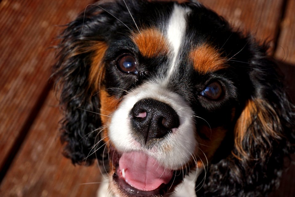 Dog Dog Like Mammal Dog Breed King Charles Spaniel