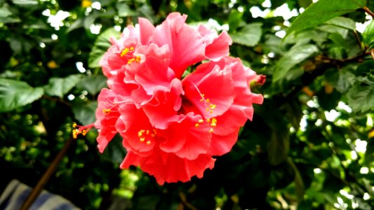 Flower Plant Flowering Plant Pink
