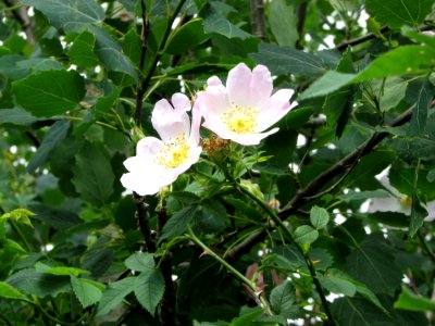 Flower Rose Family Plant Rosa Canina