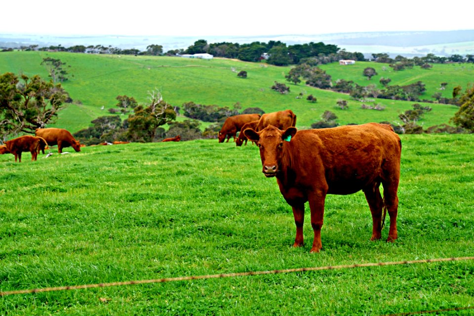 Grassland Pasture Cattle Like Mammal Grazing