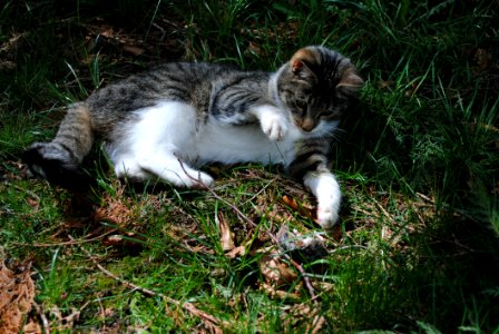 Cat Fauna Small To Medium Sized Cats Grass