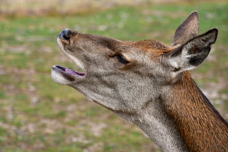 Wildlife Fauna Deer Mammal photo