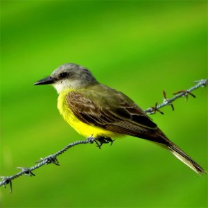 Bird Fauna Wildlife Beak photo