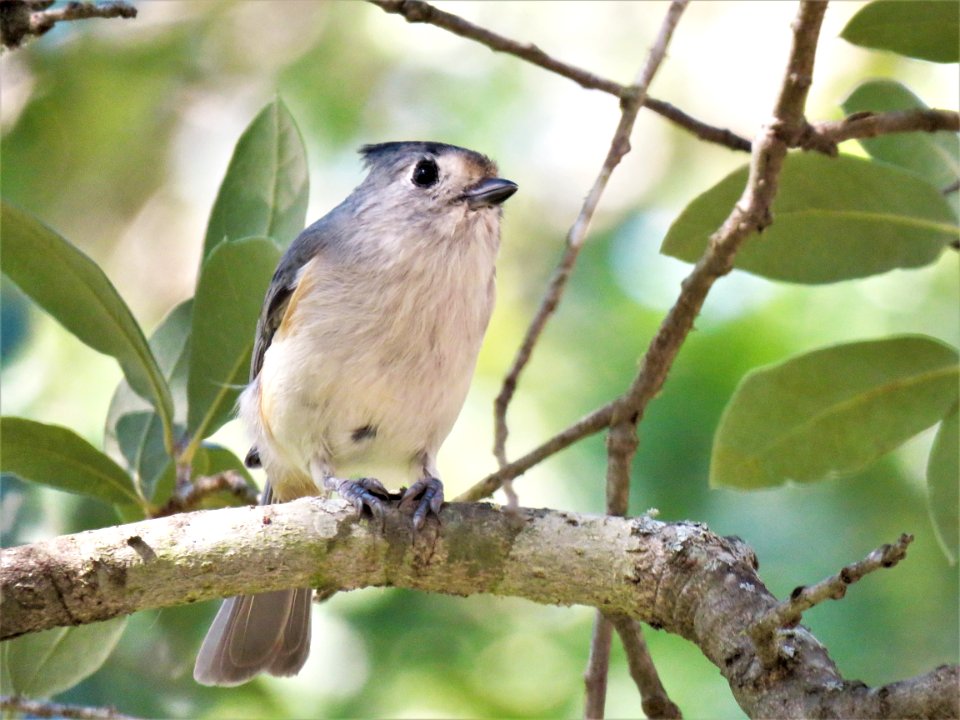 Bird Fauna Beak Wildlife photo