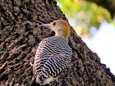 Bird Fauna Beak Woodpecker photo