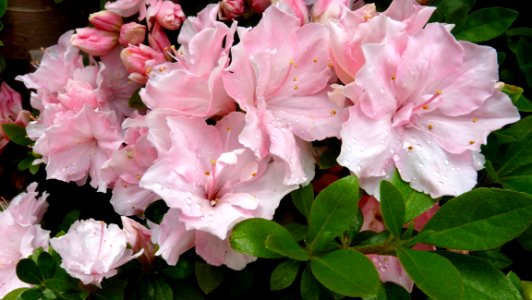 Plant Flower Pink Woody Plant