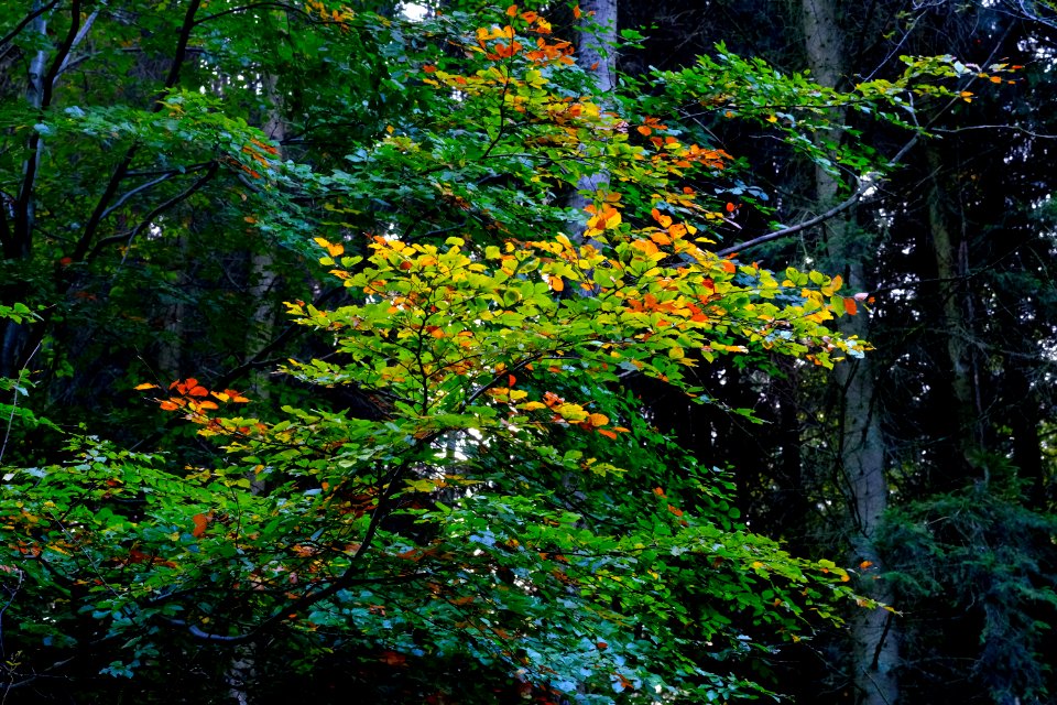 Vegetation Nature Leaf Tree