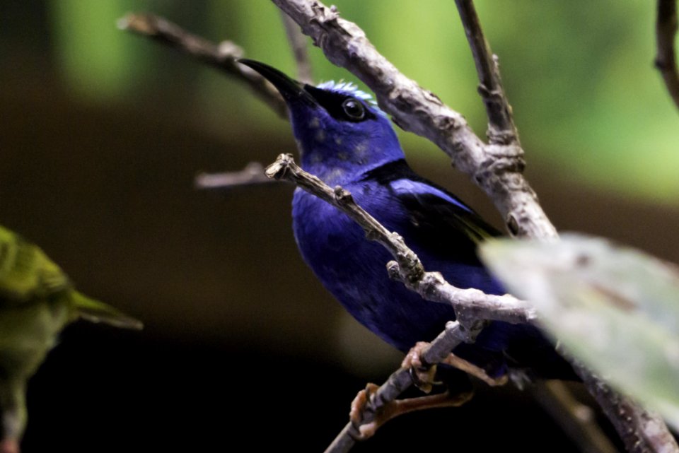Bird Beak Fauna Hummingbird