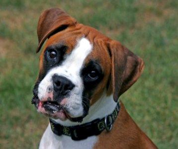 Dog Dog Breed Boxer Dog Like Mammal photo