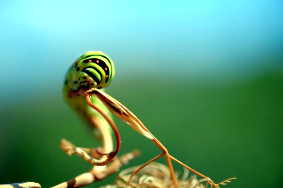 Close Up Macro Photography Insect Organism