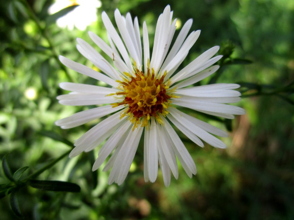 Flower Aster Flora Daisy Family