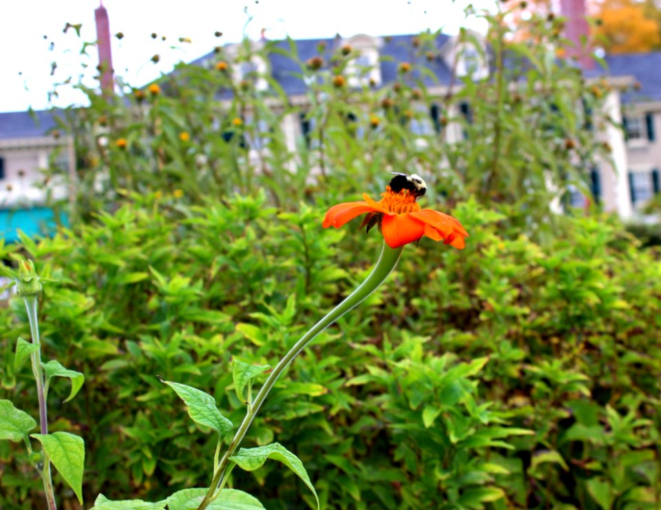 Plant Flora Flower Pollinator