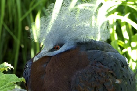 Beak Bird Fauna Close Up