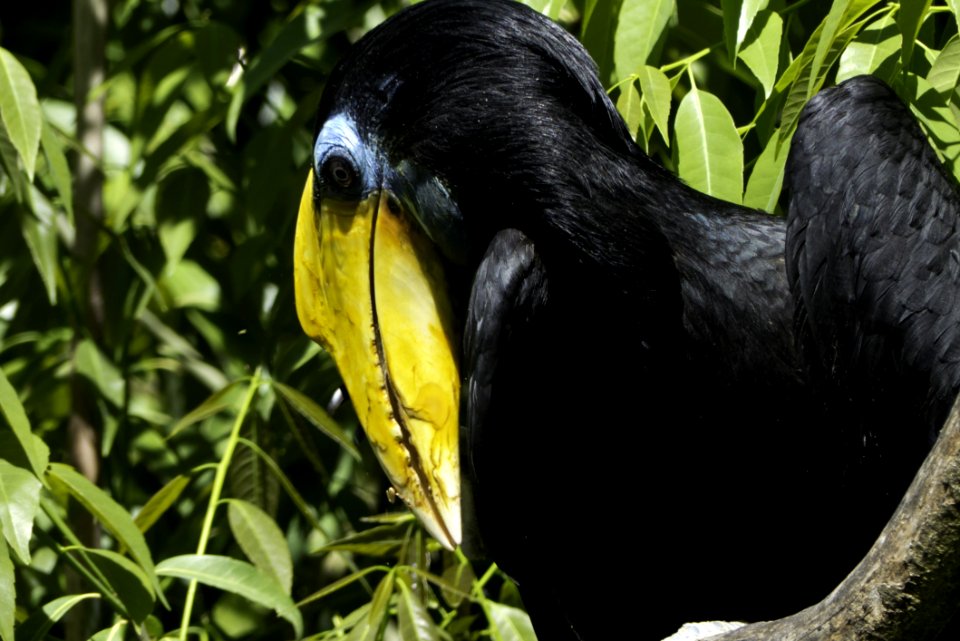 Beak Fauna Hornbill Bird