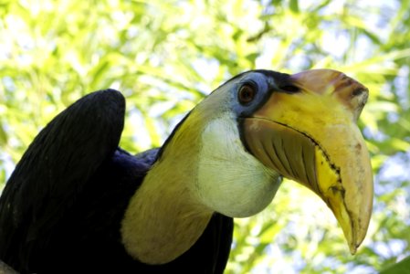 Beak Fauna Bird Hornbill