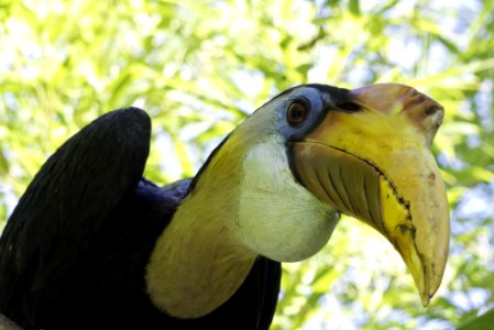 Beak Fauna Bird Hornbill photo